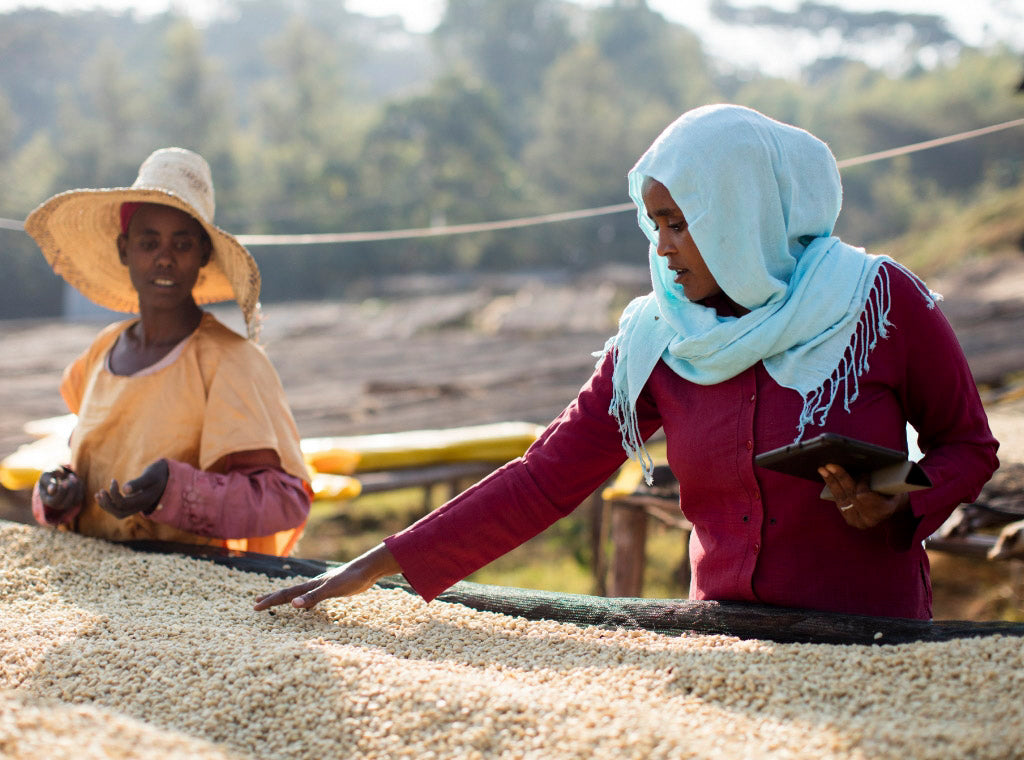 Women processing coffee cherries in Ethiopia. TechnoServe, Peet's non-profit partner, in action at origin